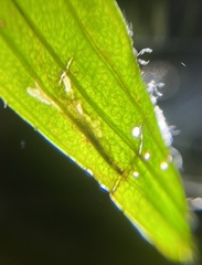 Aspilapteryx tringipennella