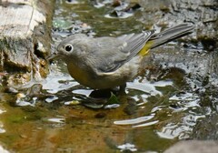 Leiothlypis virginiae