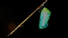 Danaus chrysippus