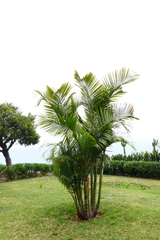 Dypsis lutescens