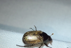 Anomala flavipennis