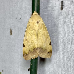 Ophiusa tirhaca