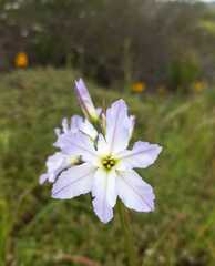Leucocoryne ixioides