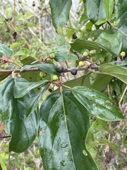 Rhamnaceae