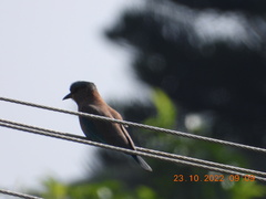 Coracias benghalensis