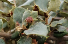 Plagiotrochus quercusilicis