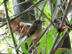 Muscicapa muttui