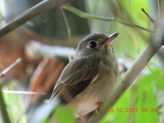 Muscicapa muttui