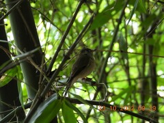 Muscicapa muttui