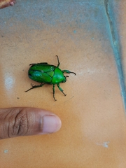 Heterorrhina elegans