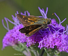 Hesperia attalus slossonae
