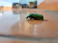 Heterorrhina elegans