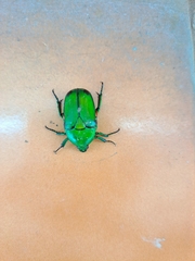 Heterorrhina elegans