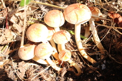 Hypholoma lateritium