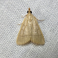 Hypsopygia albidalis