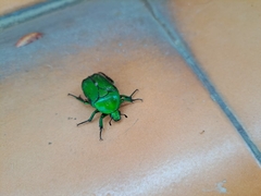 Heterorrhina elegans