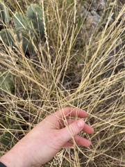 Diplachne fusca