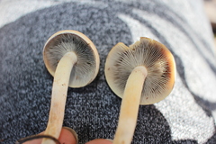 Hypholoma lateritium