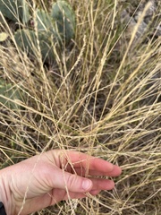 Diplachne fusca