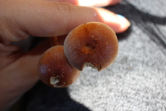 Hypholoma lateritium