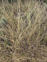 Diplachne fusca