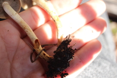 Hypholoma lateritium