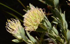 Leucospermum calligerum