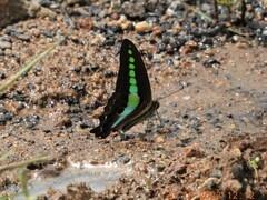 Graphium teredon