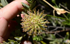 Leucospermum calligerum