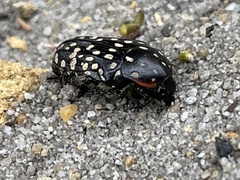 Oxythyrea marginalis