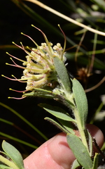 Leucospermum calligerum