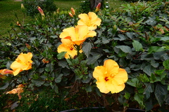 Hibiscus rosa-sinensis