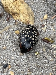 Oxythyrea marginalis