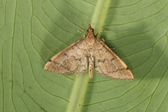 Blepharomastix pacificalis
