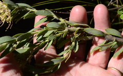 Leucospermum calligerum