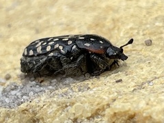 Oxythyrea marginalis