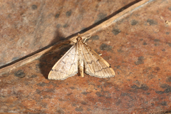 Blepharomastix pacificalis