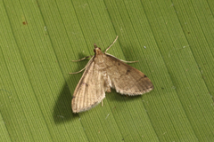 Blepharomastix pacificalis