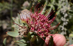 Leucospermum calligerum