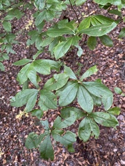 Rhododendron viscosum