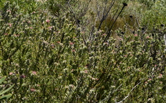 Leucospermum calligerum