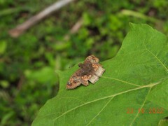 Caprona ransonnettii