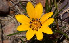 Gazania ciliaris