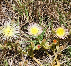 Mesembryanthemum canaliculatum