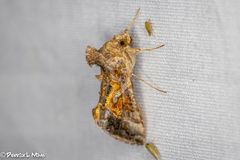 Argyrogramma verruca