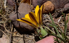 Gazania ciliaris