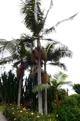 Archontophoenix cunninghamiana