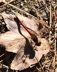 Sympetrum vicinum