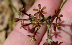 Codonorhiza micrantha