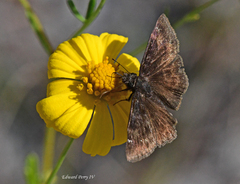 Erynnis zarucco